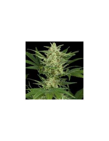 Dark Jack Auto - 1