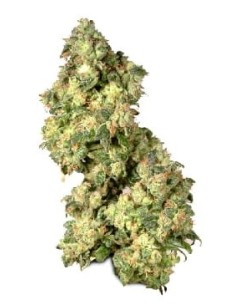 DUTCH PASSION - Ultra Skunk - 1