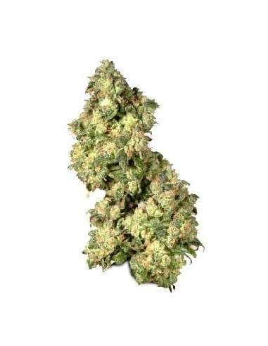DUTCH PASSION - Ultra Skunk - 1