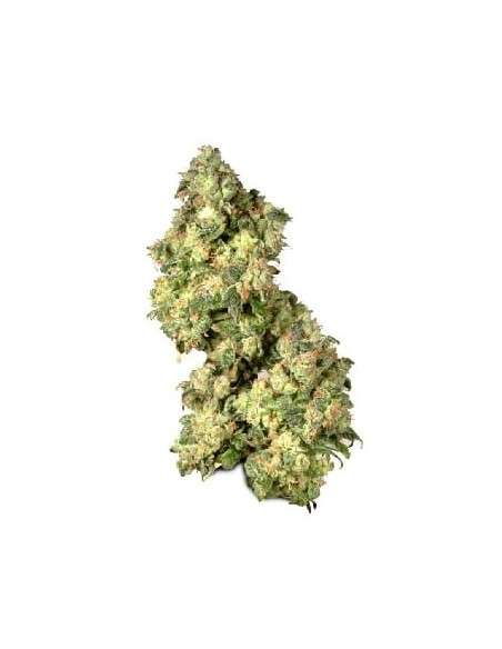 DUTCH PASSION - Ultra Skunk - 1