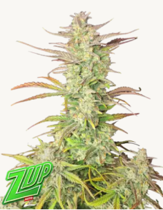 FastBuds - Z-Up Auto - 1 