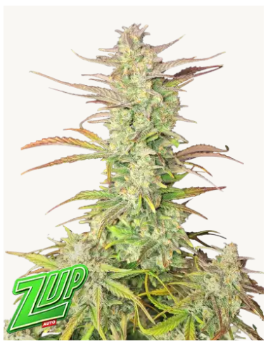 FastBuds - Z-Up Auto - 1 