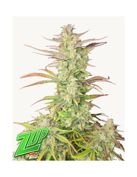 FastBuds - Z-Up Auto - 1 