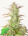 FastBuds - Z-Up Auto - 1 