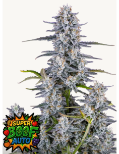 FastBuds - Super Boof Auto - 1 