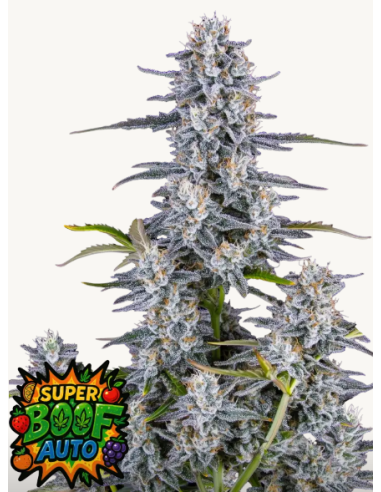 FastBuds - Super Boof Auto - 1 