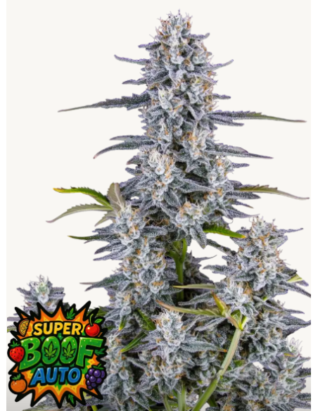 FastBuds - Super Boof Auto - 1 
