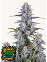 FastBuds - Super Boof Auto - 1 
