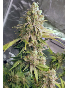 FastBuds - Lemon Mandarin - 1 2