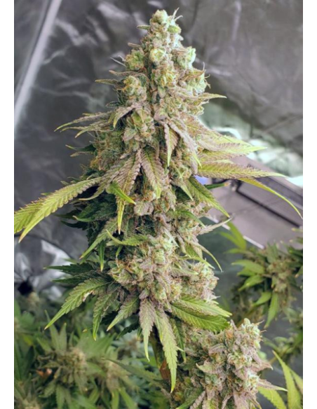 FastBuds - Lemon Mandarin - 2 