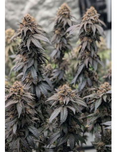 FastBuds - Papaya Sherbet - 1 2