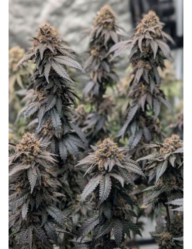 FastBuds - Papaya Sherbet - 2 