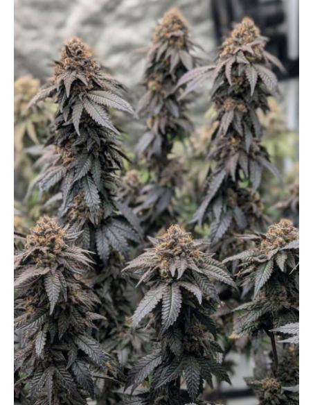 FastBuds - Papaya Sherbet - 2 