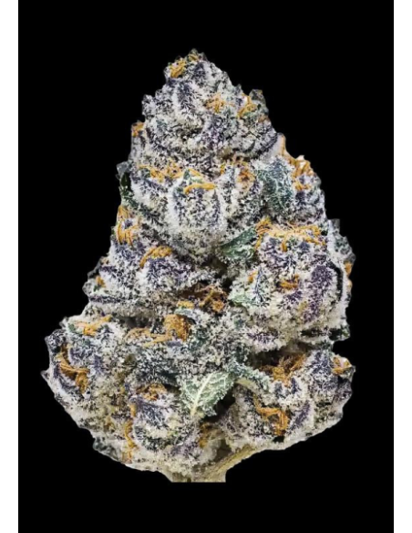 FastBuds - Rainbow Melon - 2 