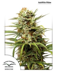 DUTCH PASSION - Auto White Widow - 1