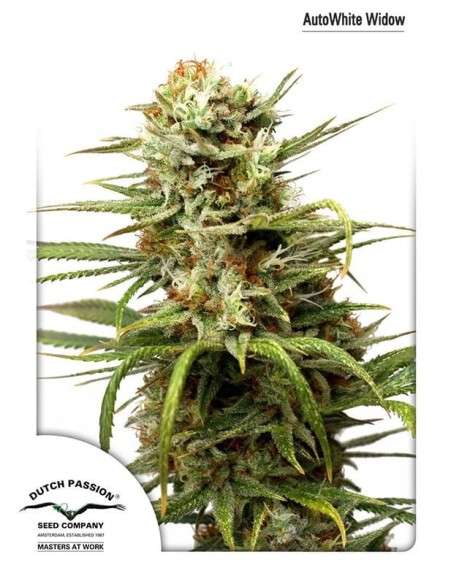 DUTCH PASSION - Auto White Widow - 1