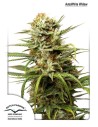 DUTCH PASSION - Auto White Widow - 1