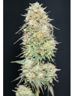 FastBuds - Lemonpaya - 1 2