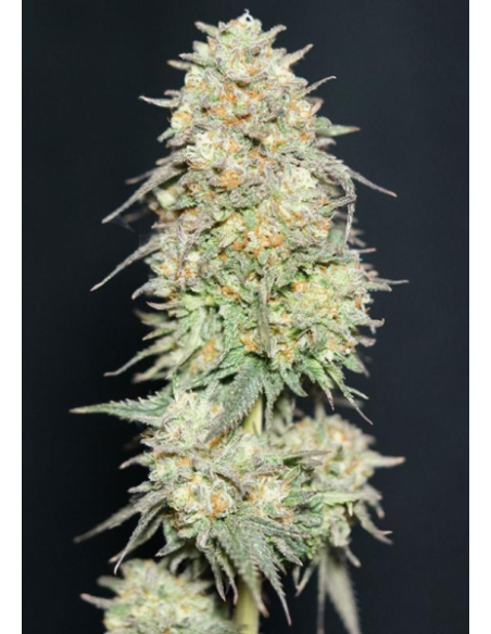 FastBuds - Lemonpaya - 2 