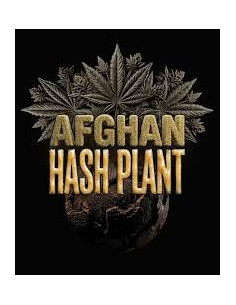 BARNEY'S FARM - Afghan Hash Plant Auto - 1 
