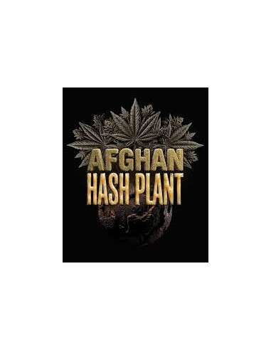 BARNEY'S FARM - Afghan Hash Plant Auto - 1 