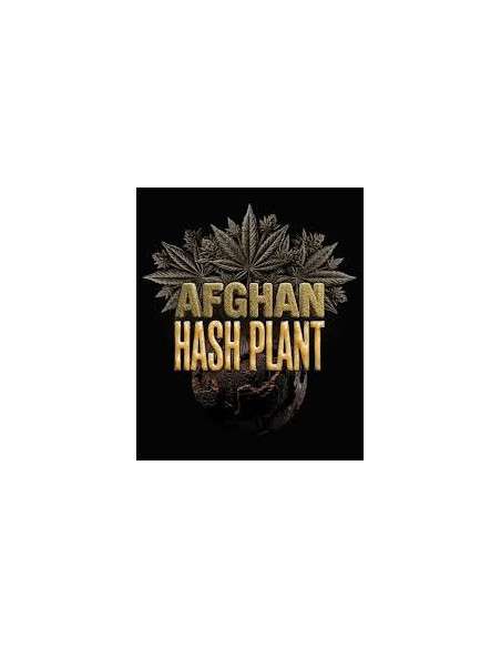 BARNEY'S FARM - Afghan Hash Plant Auto - 1 