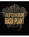 BARNEY'S FARM - Afghan Hash Plant Auto - 1 