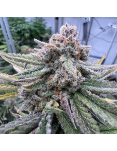 BARNEY'S FARM - Cherry Cola Auto - 1 