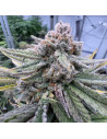 BARNEY'S FARM - Cherry Cola Auto - 1 
