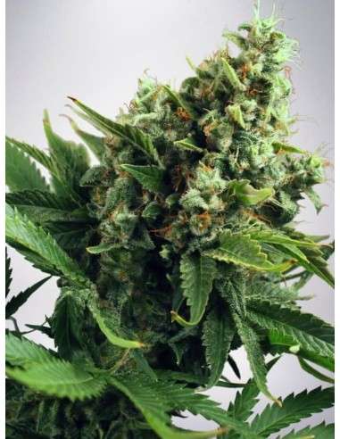 DUTCH PASSION - Auto White Widow - 2