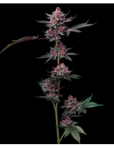BARNEY'S FARM - Cherry Poppers - 1 