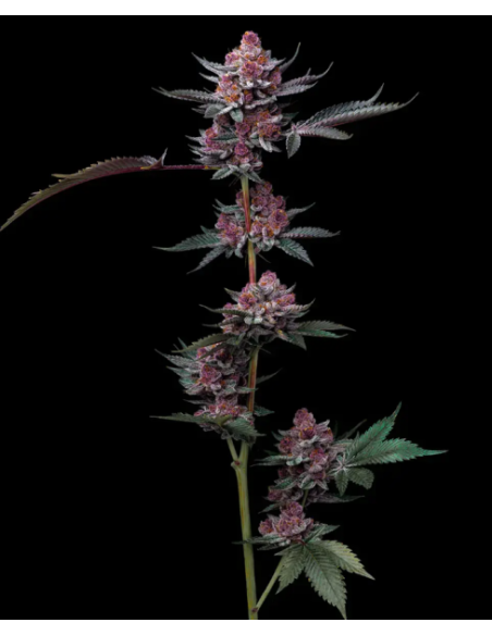 BARNEY'S FARM - Cherry Poppers - 1 