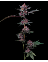 BARNEY'S FARM - Cherry Poppers - 1 