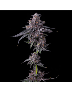 Zillions - BARNEY'S FARM - 2  2