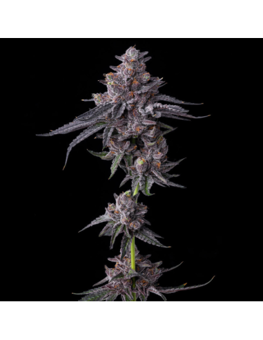 Zillions - BARNEY'S FARM - 1 
