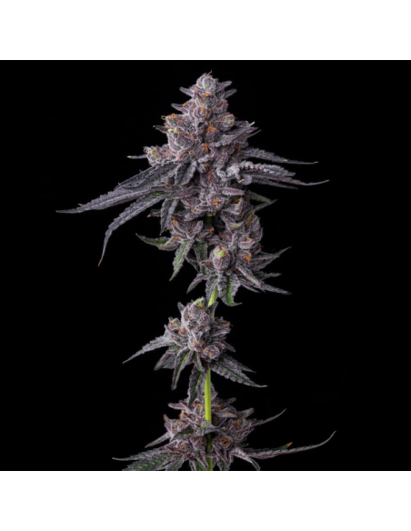 Zillions - BARNEY'S FARM - 1 