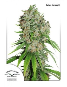 DUTCH PASSION - Outlaw Amnesia - 1