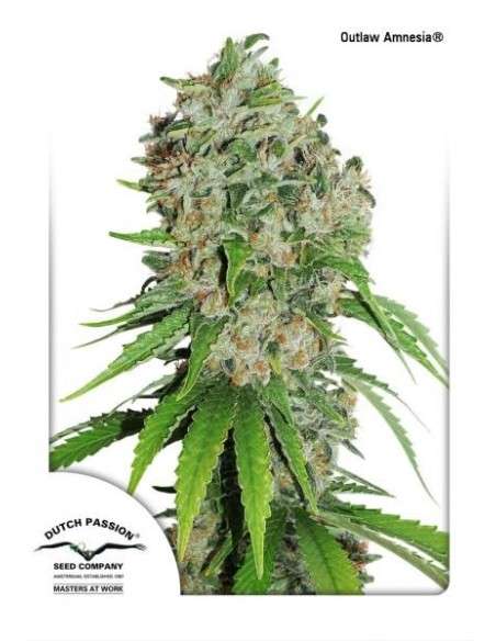 DUTCH PASSION - Outlaw Amnesia - 1