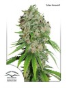 DUTCH PASSION - Outlaw Amnesia - 1