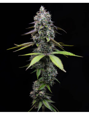 Zoap - BARNEY'S FARM - 1 