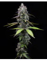 Zoap - BARNEY'S FARM - 1 