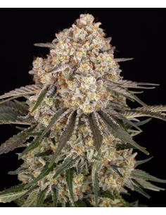 BARNEY'S FARM - AK 47 - 1 