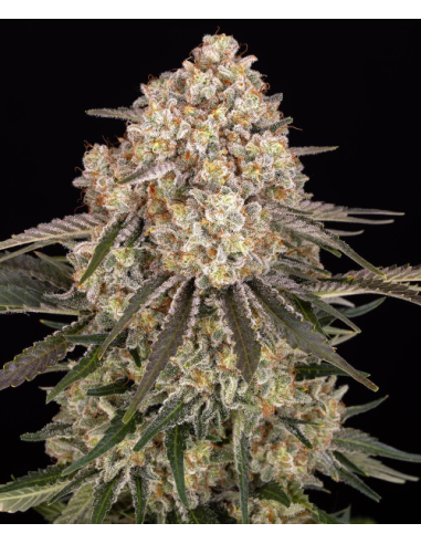BARNEY'S FARM - AK 47 - 1 