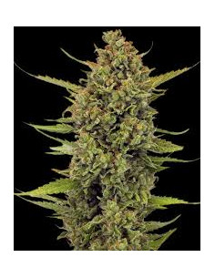 BARNEY’S FARM - Acapulco Gold - 1 