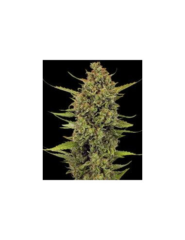 BARNEY’S FARM - Acapulco Gold - 1 