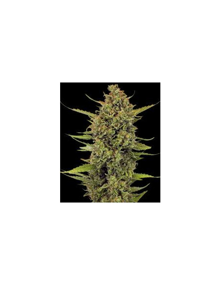 BARNEY’S FARM - Acapulco Gold - 1 