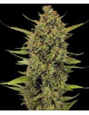 BARNEY’S FARM - Acapulco Gold - 1 