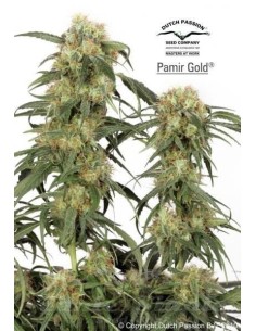 DUTCH PASSION - Pamir Gold - 1