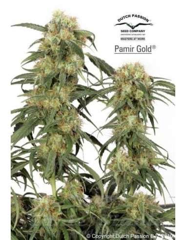 DUTCH PASSION - Pamir Gold - 1