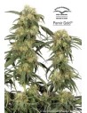 DUTCH PASSION - Pamir Gold - 1